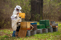 Intro To Beekeeping: In Beeyard Experience (June 15, 2024 @ 1:00pm)