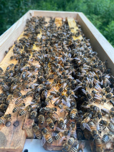 Beekeeping in Canada: A Beginner's Guide to Starting Your Own Hive